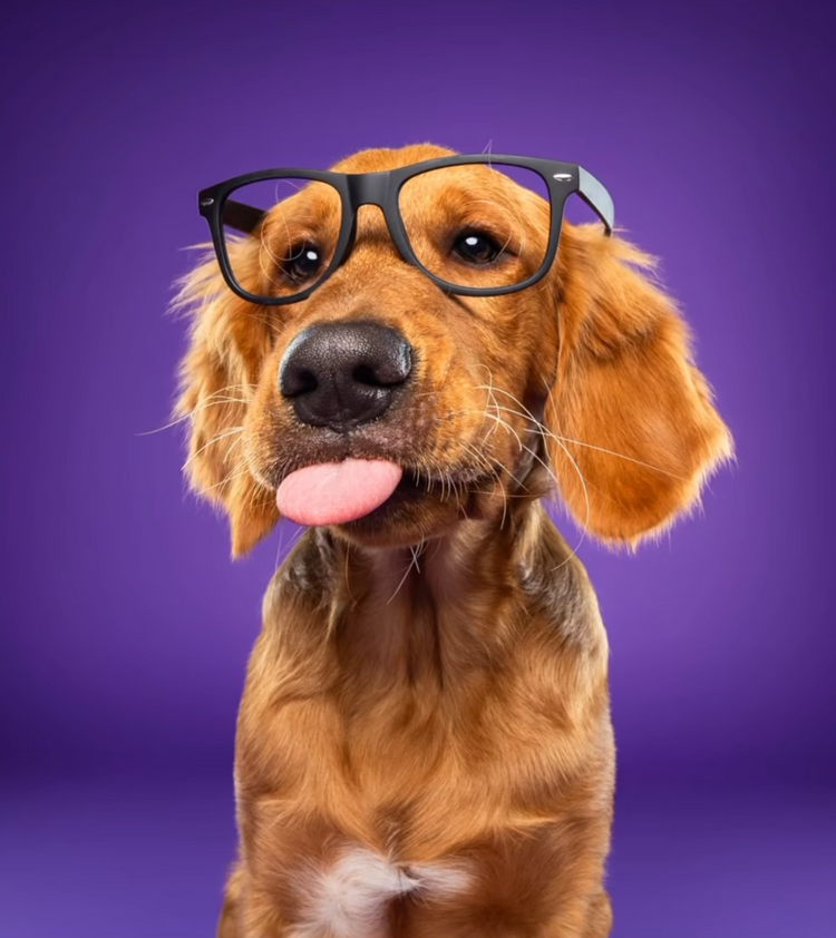 Setting the Standard in Enrichment Therapy