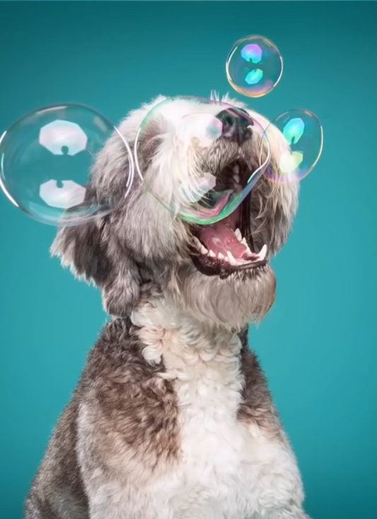 Bath & Blowout - MED DOG 20-30#